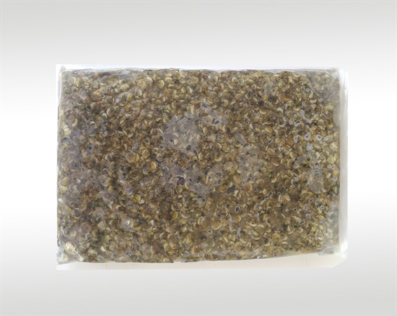 凍煮蜆肉（2kg